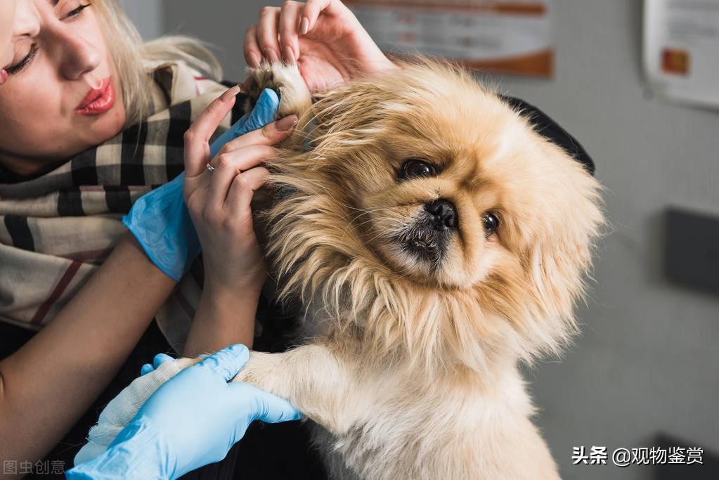 狗爪子肉垫干裂是什么原因?狗爪子肉垫干裂的处理办法(图4)