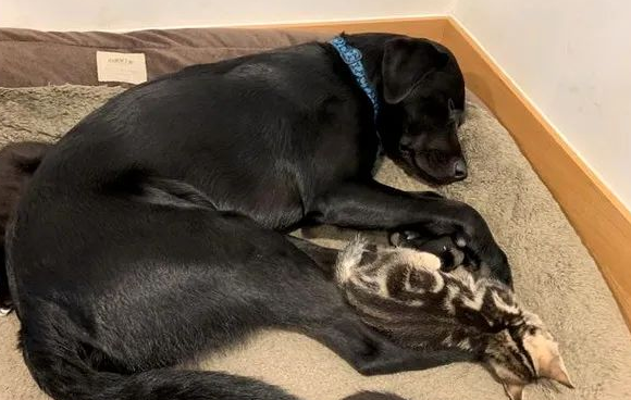 狗狗养大7只小猫,猫被送走后以为它会难过,可结果...(图2)