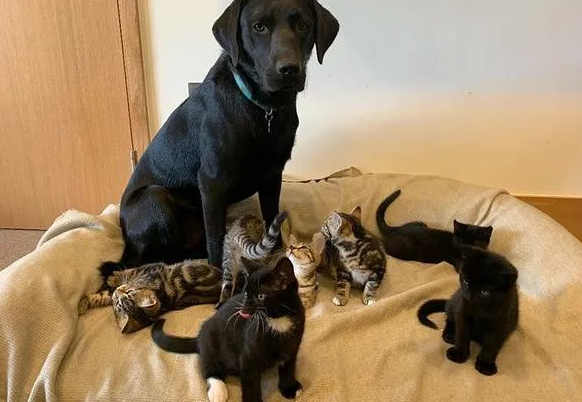 狗狗养大7只小猫,猫被送走后以为它会难过,可结果...(图1)