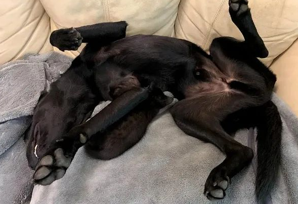 狗狗养大7只小猫,猫被送走后以为它会难过,可结果...(图3)