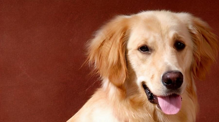 狗狗肉垫负伤怎么处理?给狗狗处理肉垫上的伤口的方法(图1)