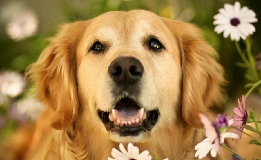 狗狗肉垫负伤怎么处理?给狗狗处理肉垫上的伤口的方法(图3)