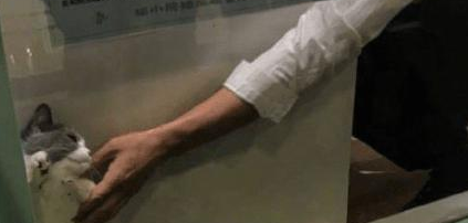 送猫咪去洗澡,进去5分钟听到一声惨叫,主人隔着玻璃笑到扶墙(图1)