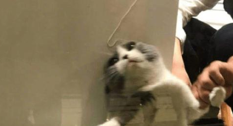 送猫咪去洗澡,进去5分钟听到一声惨叫,主人隔着玻璃笑到扶墙(图2)