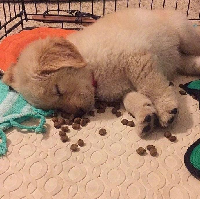 刚买回来的狗狗一直叫是什么原因?主人应该怎么解决?(图2)