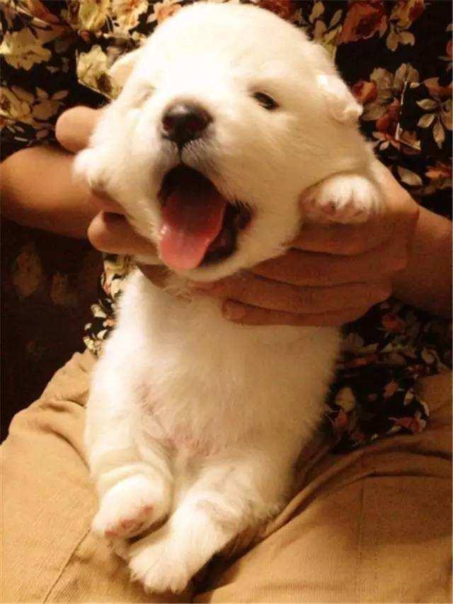 刚买回来的狗狗一直叫是什么原因?主人应该怎么解决?(图4)