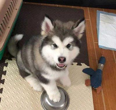 刚买回来的狗狗一直叫是什么原因?主人应该怎么解决?(图3)