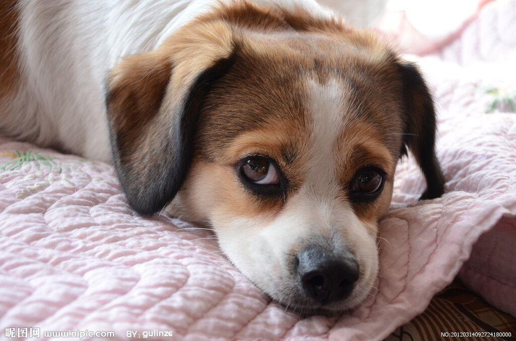 刚买回来的狗狗一直叫是什么原因?主人应该怎么解决?(图5)