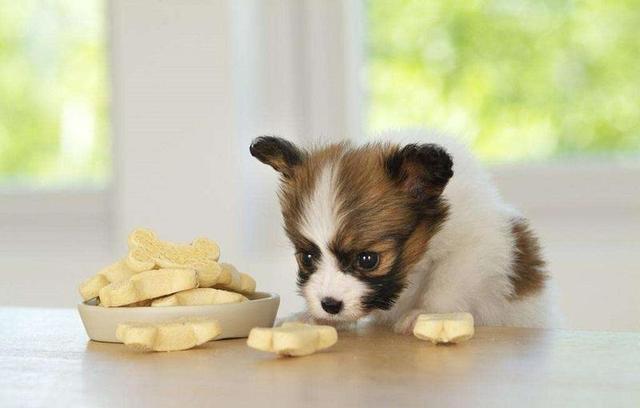 刚买回来的狗狗一直叫是什么原因?主人应该怎么解决?(图6)