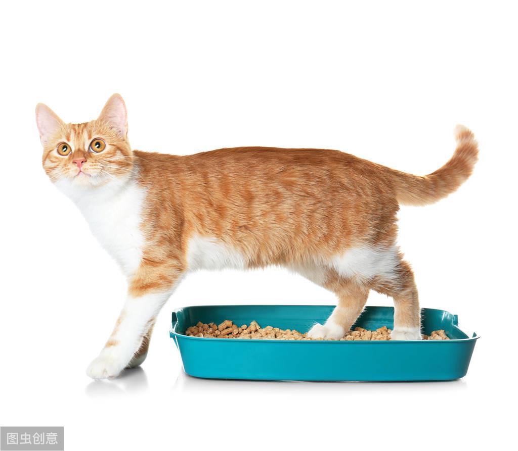 猫咪尿液检查知识 | 在家给猫咪采尿的注意事项(图2)