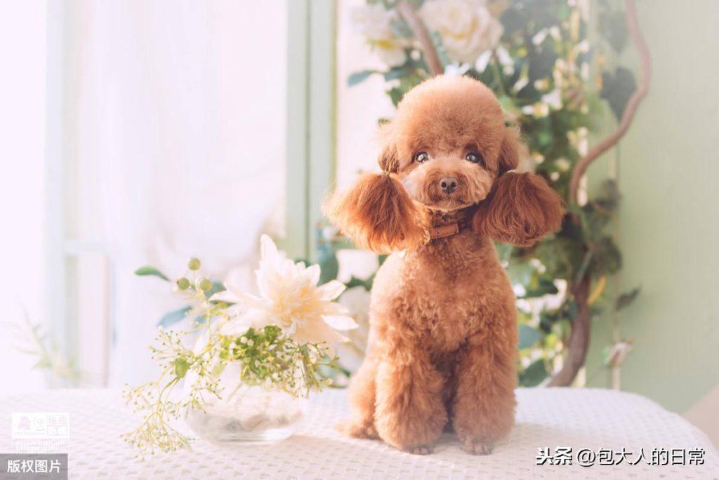 什么是泰迪犬?你知道泰迪有多少种毛色吗?你最喜欢哪一种呢?(图1)