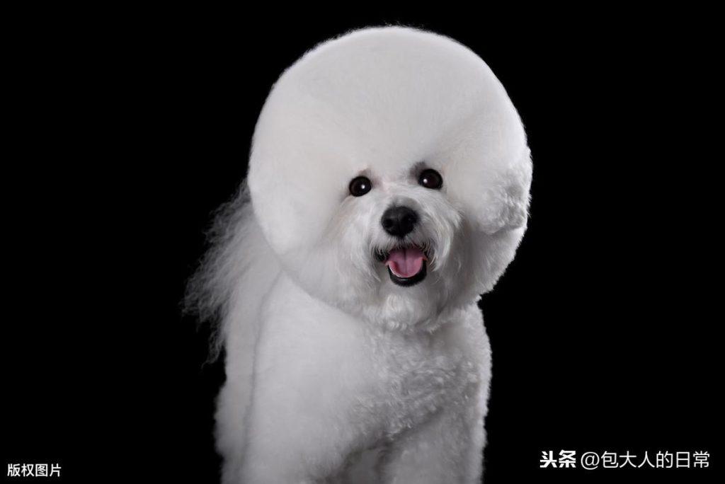 什么是泰迪犬?你知道泰迪有多少种毛色吗?你最喜欢哪一种呢?(图3)