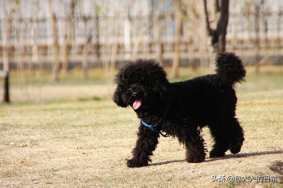 什么是泰迪犬?你知道泰迪有多少种毛色吗?你最喜欢哪一种呢?(图5)