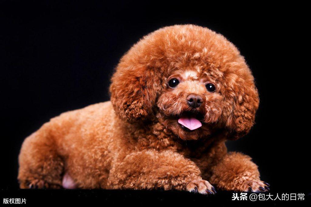 什么是泰迪犬?你知道泰迪有多少种毛色吗?你最喜欢哪一种呢?(图4)