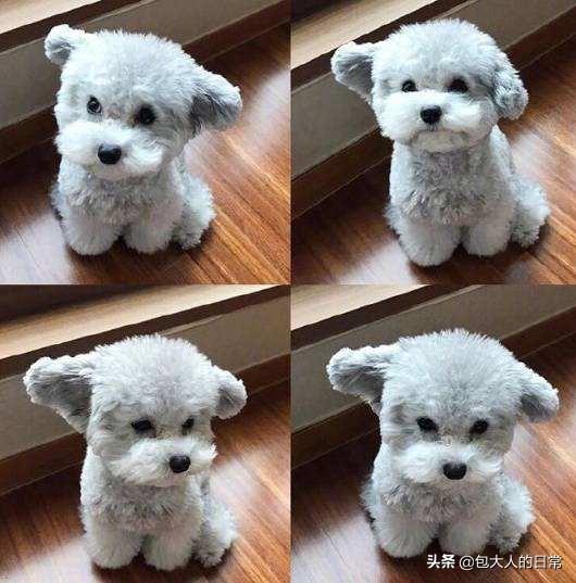 什么是泰迪犬?你知道泰迪有多少种毛色吗?你最喜欢哪一种呢?(图6)