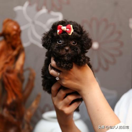什么是泰迪犬?你知道泰迪有多少种毛色吗?你最喜欢哪一种呢?(图7)