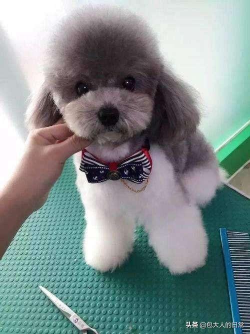 什么是泰迪犬?你知道泰迪有多少种毛色吗?你最喜欢哪一种呢?(图8)