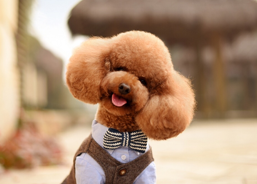 你家泰迪是什么颜色的?泰迪常见颜色有哪些?什么颜色最受欢迎呢?(图1)