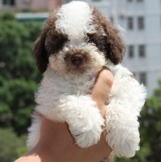 你家泰迪是什么颜色的?泰迪常见颜色有哪些?什么颜色最受欢迎呢?(图2)