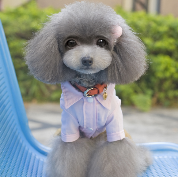 你家泰迪是什么颜色的?泰迪常见颜色有哪些?什么颜色最受欢迎呢?(图3)