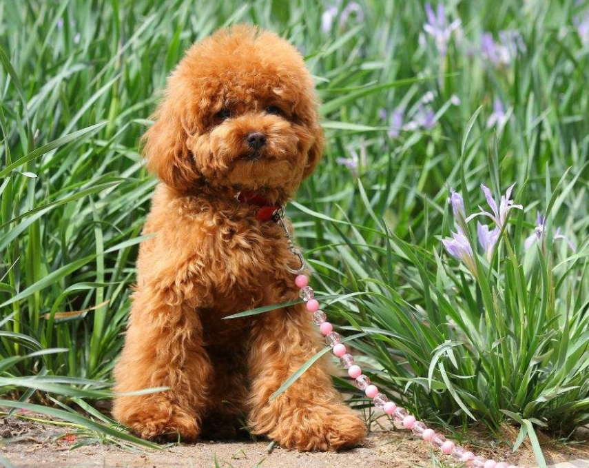 你家泰迪是什么颜色的?泰迪常见颜色有哪些?什么颜色最受欢迎呢?(图5)