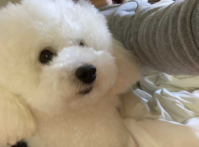 你家泰迪是什么颜色的?泰迪常见颜色有哪些?什么颜色最受欢迎呢?(图7)