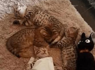 猫咪肚皮朝上睡,主人担心它冷盖了张纸巾(图2)