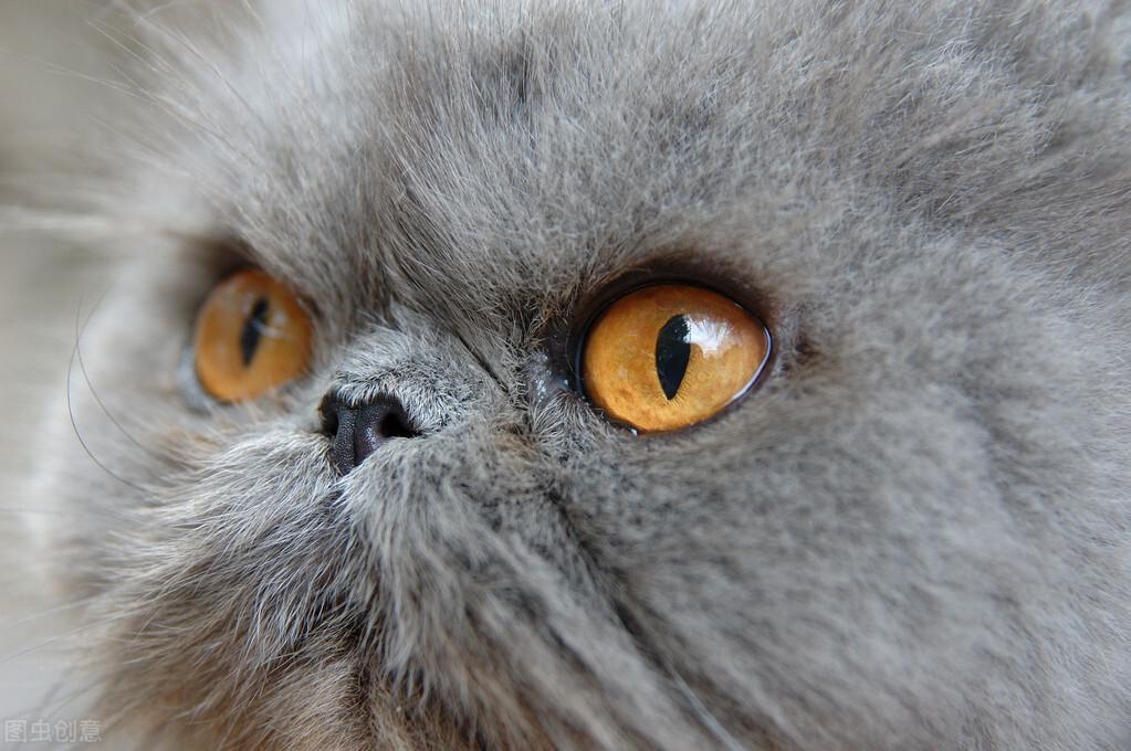 猫咪眼睛红肿有分泌物要及时处理,不处理会导致眼部失明等严重后果(图3)