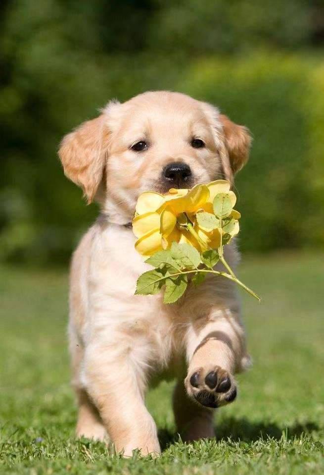 狗狗犬瘟是怎么引起的?犬瘟热的传播途径有哪些?(图2)