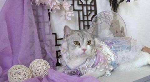 90后女孩给猫做汉服月入7万,女孩是如何有了此想法的?(图1)