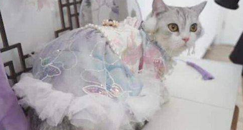 90后女孩给猫做汉服月入7万,女孩是如何有了此想法的?(图2)