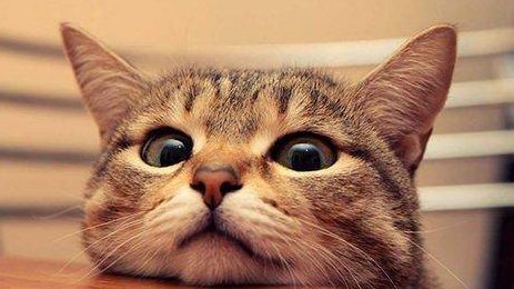 90后女孩给猫做汉服月入7万,女孩是如何有了此想法的?(图3)