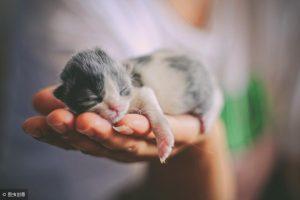 从出生到第六周,小奶猫的身体都会经历哪些变化?(图2)