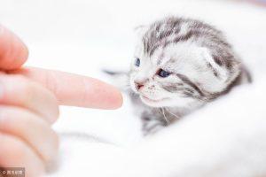 从出生到第六周,小奶猫的身体都会经历哪些变化?(图5)