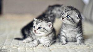 从出生到第六周,小奶猫的身体都会经历哪些变化?(图4)