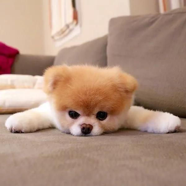 狗狗身上长癣了怎么办?狗狗长癣了,在家应的对方法及注意事项(图1)