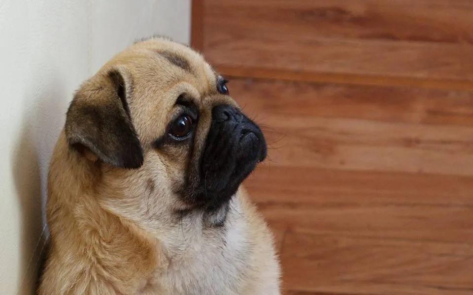 狗狗身上长癣了怎么办?狗狗长癣了,在家应的对方法及注意事项(图2)