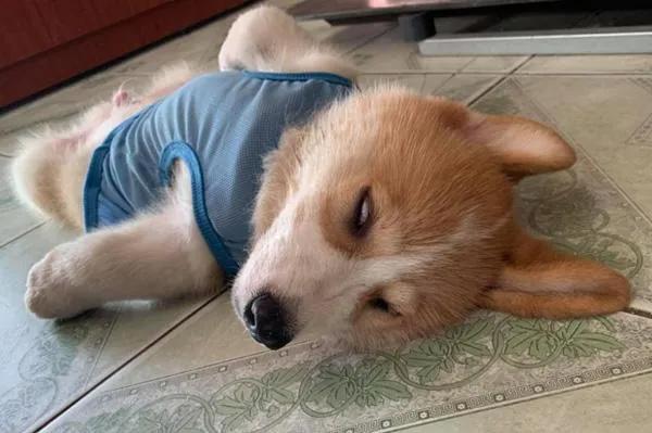 狗狗身上长癣了怎么办?狗狗长癣了,在家应的对方法及注意事项(图3)