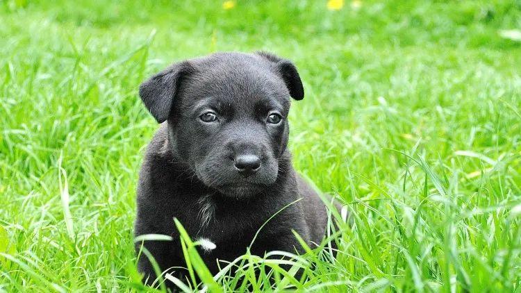 狗狗身上长癣了怎么办?狗狗长癣了,在家应的对方法及注意事项(图4)