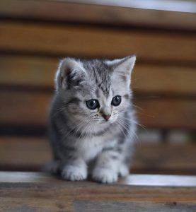 美短猫偏瘦,如何增肥?怎么给美短猫增肥?(图1)