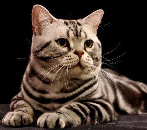 美短猫偏瘦,如何增肥?怎么给美短猫增肥?(图4)