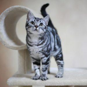 美短猫偏瘦,如何增肥?怎么给美短猫增肥?(图5)