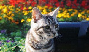 美短猫偏瘦,如何增肥?怎么给美短猫增肥?(图6)