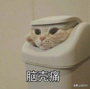 猫咪营养膏的正确喂食方法是什么?(图4)