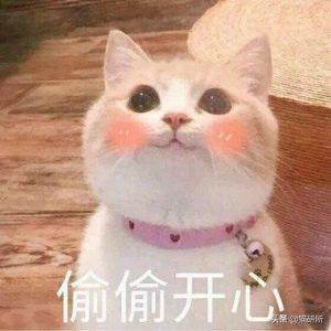 猫咪营养膏的正确喂食方法是什么?(图11)