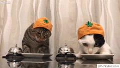 猫咪营养膏的正确喂食方法是什么?(图13)