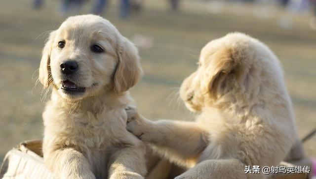 狗狗不长个子怎么办?铲屎官应多多注意这5点!(图1)