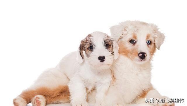 狗狗不长个子怎么办?铲屎官应多多注意这5点!(图2)