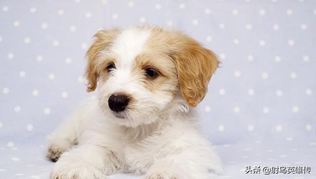 狗狗不长个子怎么办?铲屎官应多多注意这5点!(图4)