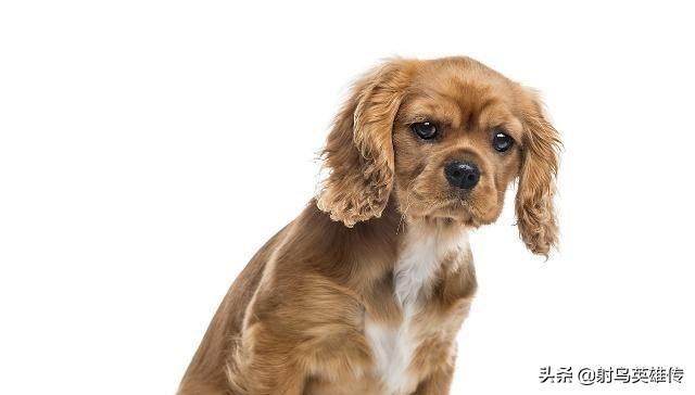 狗狗不长个子怎么办?铲屎官应多多注意这5点!(图3)